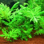 水罗兰-缩略图-7