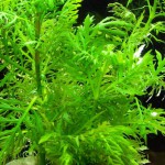 水罗兰-缩略图-9