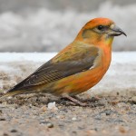 交嘴雀-缩略图-1