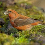 交嘴雀-缩略图-2