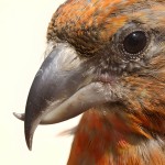 交嘴雀-缩略图-3