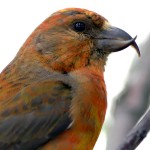 交嘴雀-缩略图-4