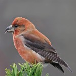 交嘴雀-缩略图-5