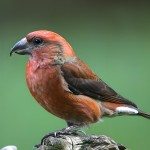 交嘴雀-缩略图-7