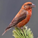 交嘴雀-缩略图-8