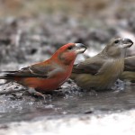 交嘴雀-缩略图-9