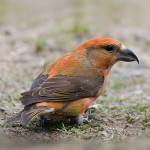 交嘴雀-缩略图-11