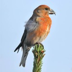 交嘴雀-缩略图-12