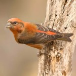 交嘴雀-缩略图-13