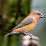 交嘴雀-缩略图-14