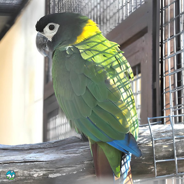 金领金刚鹦鹉-1