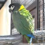 金领金刚鹦鹉-缩略图-1
