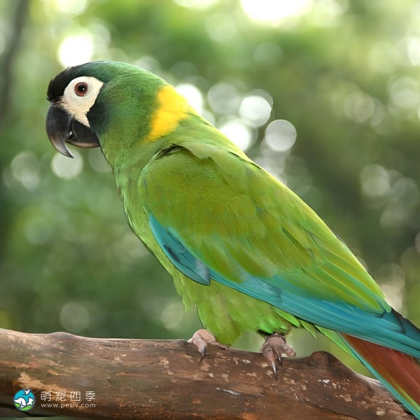 金领金刚鹦鹉-2