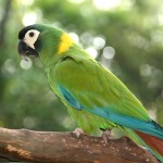 金领金刚鹦鹉-缩略图-2