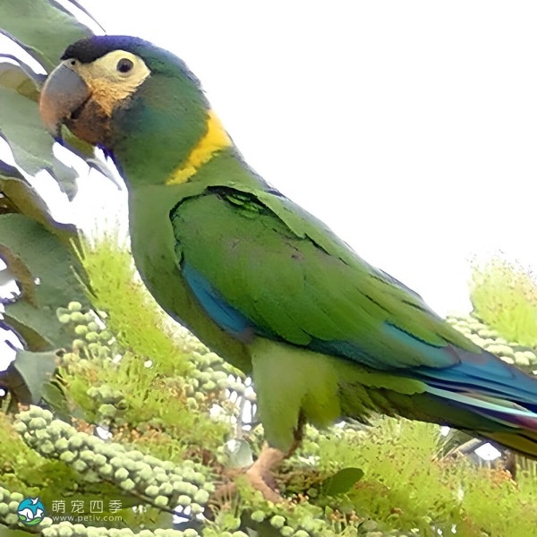 金领金刚鹦鹉-3