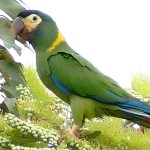 金领金刚鹦鹉-缩略图-3