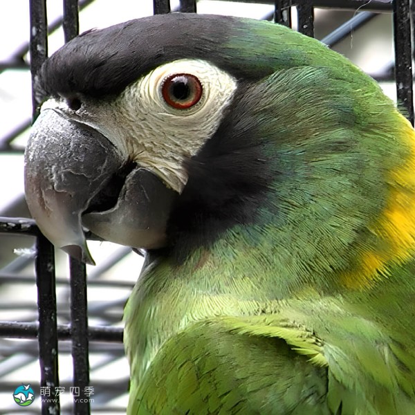 金领金刚鹦鹉-4