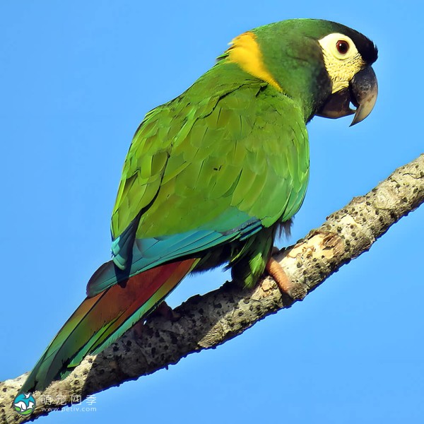 金领金刚鹦鹉-5