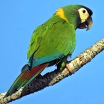 金领金刚鹦鹉-缩略图-5