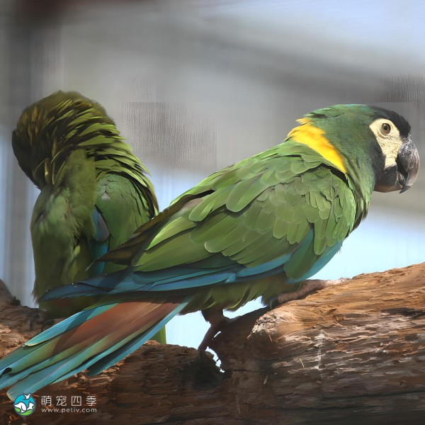 金领金刚鹦鹉-6