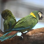 金领金刚鹦鹉-缩略图-6