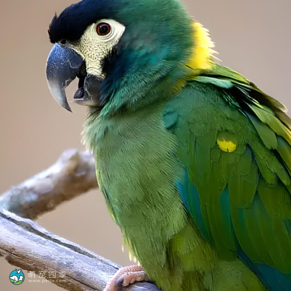 金领金刚鹦鹉-7
