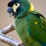 金领金刚鹦鹉-缩略图-7