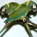 金领金刚鹦鹉-缩略图-8