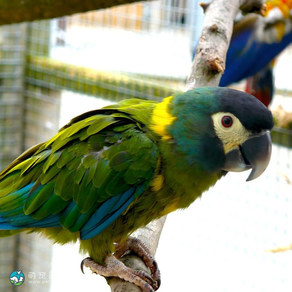 金领金刚鹦鹉-9