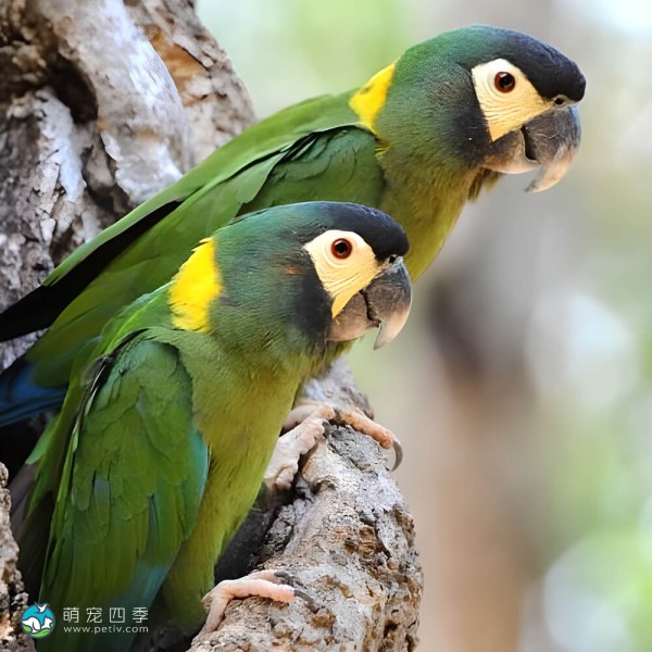 金领金刚鹦鹉-10