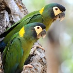 金领金刚鹦鹉-缩略图-10