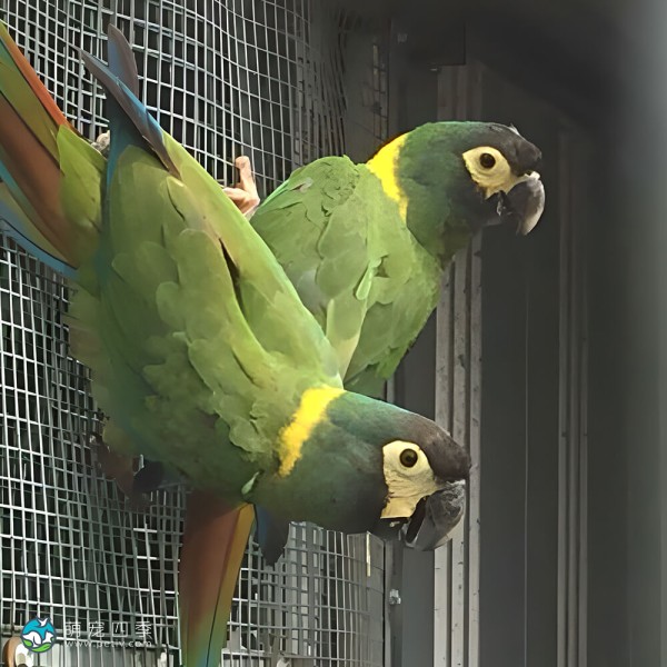 金领金刚鹦鹉-11