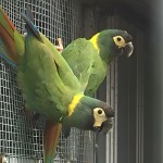 金领金刚鹦鹉-缩略图-11