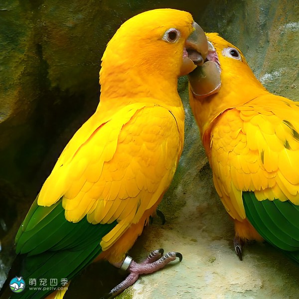 金黄锥尾鹦鹉-2