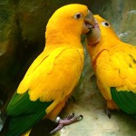 金黄锥尾鹦鹉-缩略图-2