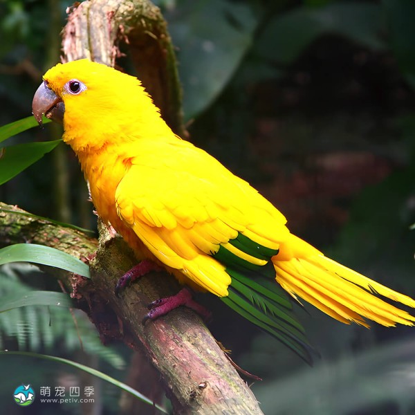 金黄锥尾鹦鹉-3