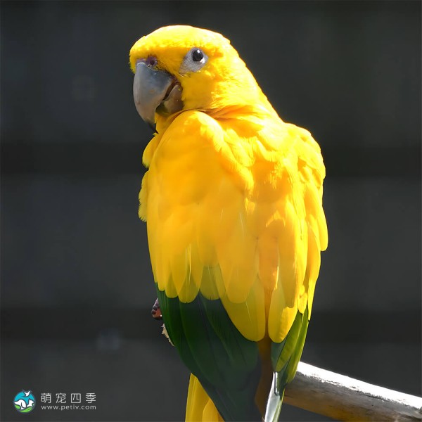 金黄锥尾鹦鹉-4