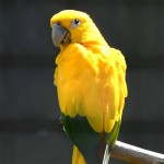 金黄锥尾鹦鹉-缩略图-4