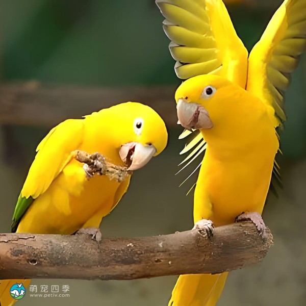 金黄锥尾鹦鹉-5