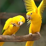 金黄锥尾鹦鹉-缩略图-5