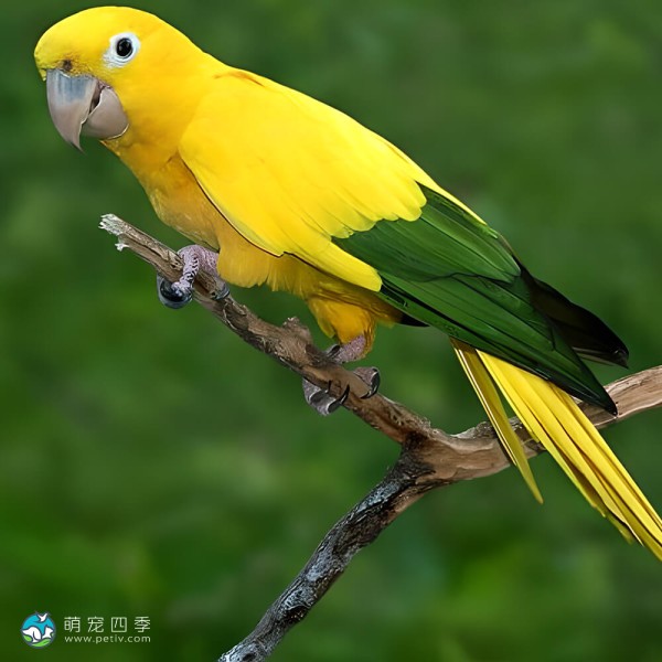 金黄锥尾鹦鹉-7