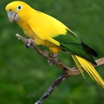 金黄锥尾鹦鹉-缩略图-7