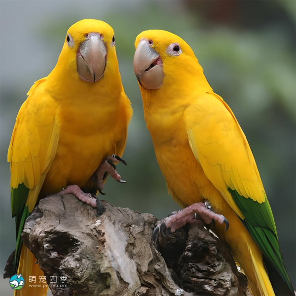 金黄锥尾鹦鹉-8