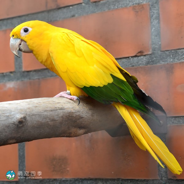 金黄锥尾鹦鹉-9