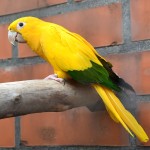金黄锥尾鹦鹉-缩略图-9