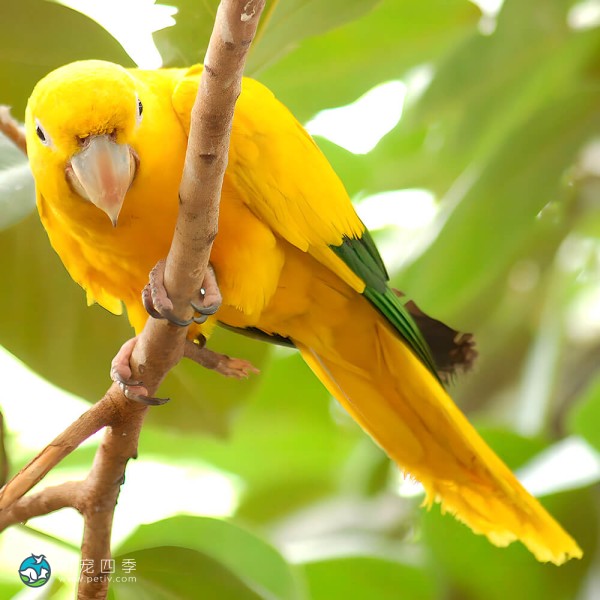 金黄锥尾鹦鹉-10