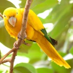 金黄锥尾鹦鹉-缩略图-10