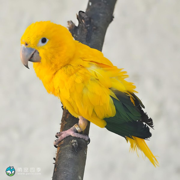 金黄锥尾鹦鹉-11