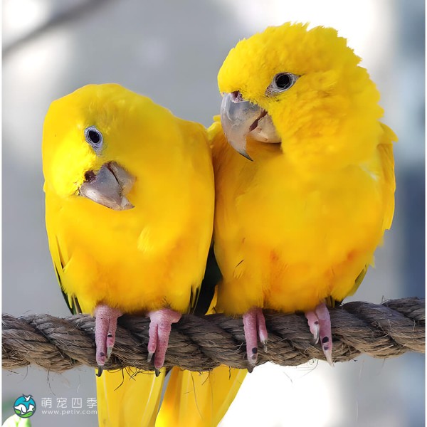 金黄锥尾鹦鹉-12