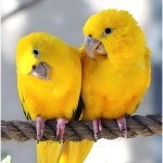 金黄锥尾鹦鹉-缩略图-12